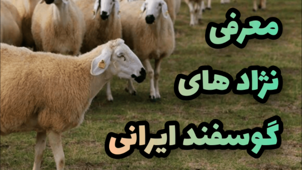 خصوصیات زل نژاد گوسفند ایرانی