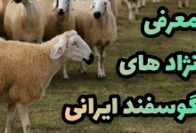 خصوصیات زل نژاد گوسفند ایرانی