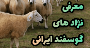 خصوصیات زل نژاد گوسفند ایرانی