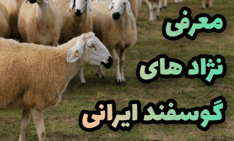 خصوصیات زل نژاد گوسفند ایرانی