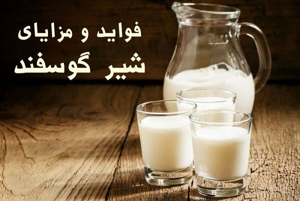 مزایای استفاده از شیر و پنیر گوسفندی