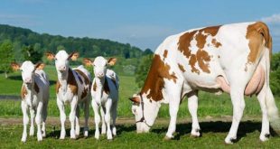 روش های تشخیص بارداری گاو زنده