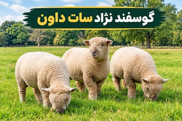 گوسفند نژاد سات داون ویژگی های گوسفند نژاد سات داون