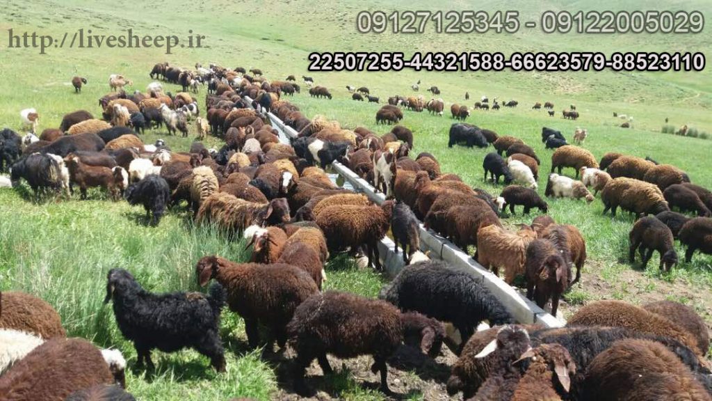 شرایط خرید گوسفند زنده برای قربانی رپورتاژ آگهی - شرایط خرید گوسفند زنده برای قربانی