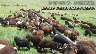 خرید گوسفند زنده قربانی