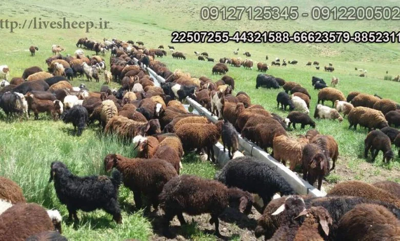 خرید گوسفند زنده قربانی
