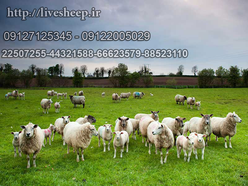بهترین نژاد گوسفند گوشتی در جهان