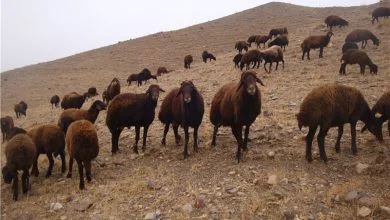آشنایی با گوسفند ایرانی نژاد فشندی