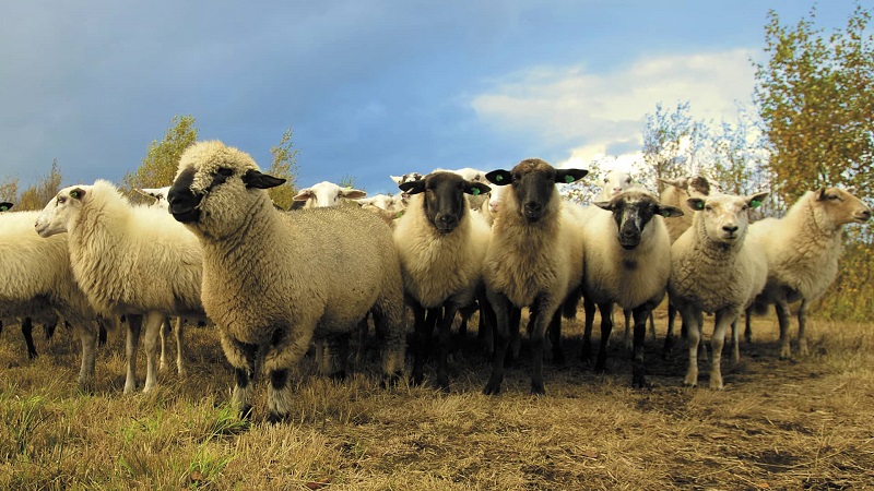 قیمت گوسفند نژاد ایسلندی