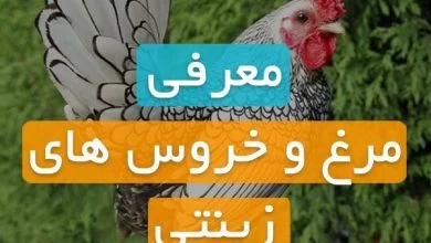 فروش مرغ و خروس زینتی در تهران