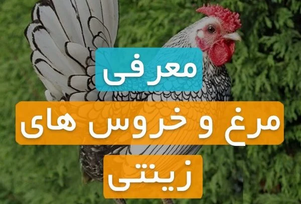 فروش مرغ و خروس زینتی در تهران