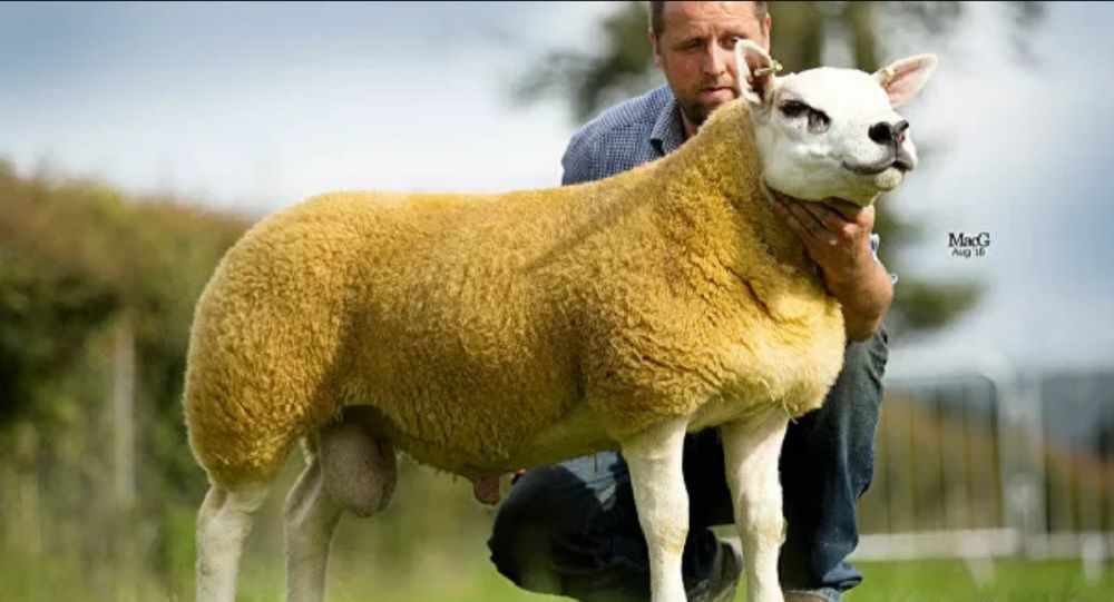 قیمت گوسفند نژاد دولان