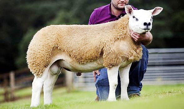 دلایل اصلی خرید گوسفند نژاد دولان