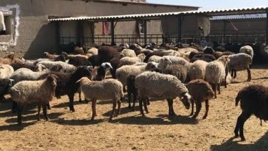 قیمت گوسفند نژاد کرمانی چنده