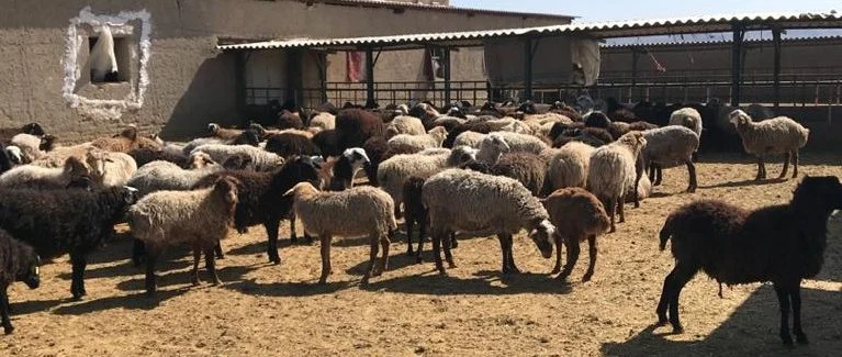 قیمت گوسفند نژاد کرمانی چنده