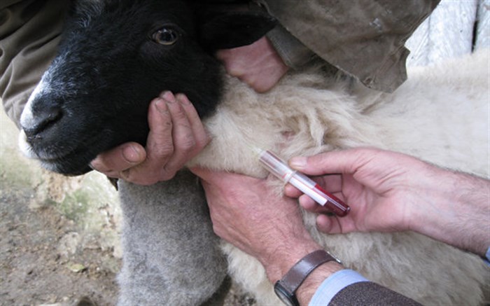 روش های موثر درمان تب برفکی در گوسفندان