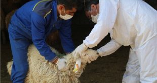 بیماری کم خونی در گوسفندان چیست