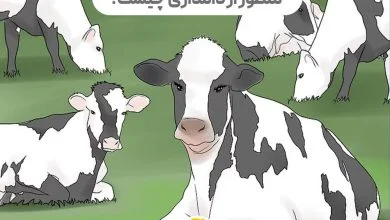 دامداری سنتی با دامداری صنعتی چه تفاوتی دارد