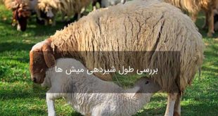 چه دلایلی باعث کاهش شیردهی گوسفندان میشود