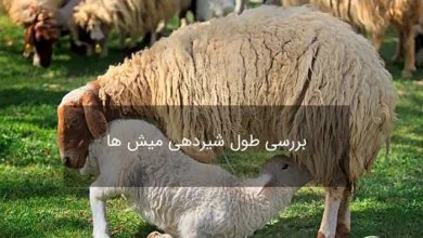 چه دلایلی باعث کاهش شیردهی گوسفندان میشود