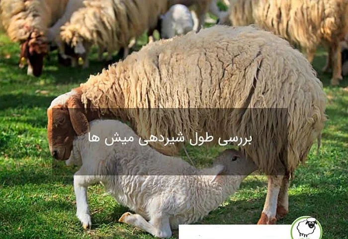 چه دلایلی باعث کاهش شیردهی گوسفندان میشود