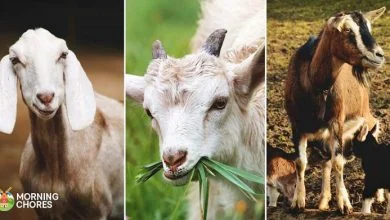 بزهای نژاد گوشتی چه ویژگی هایی دارند