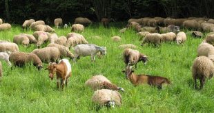 پرورش گوسفند چگونه انجام میشود