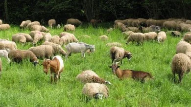 پرورش گوسفند چگونه انجام میشود
