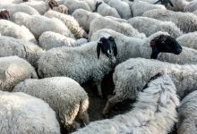 بیماری چشمی گوسفندی چه علائمی دارد