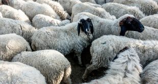 بیماری چشمی گوسفندی چه علائمی دارد