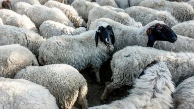 بیماری چشمی گوسفندی چه علائمی دارد