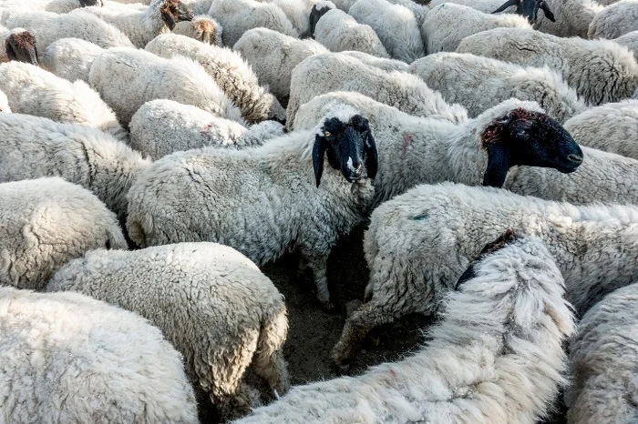 بیماری چشمی گوسفندی چه علائمی دارد
