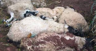 دلایل مرگ ناگهانی گوسفندان چیست