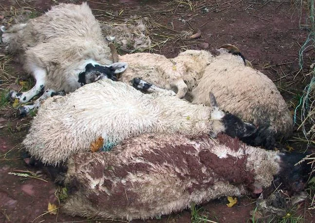 دلایل مرگ ناگهانی گوسفندان چیست