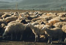 گوشت کدام دام زنده کیفیت بهتری دارد