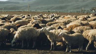 گوشت کدام دام زنده کیفیت بهتری دارد