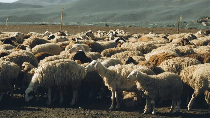 گوشت کدام دام زنده کیفیت بهتری دارد