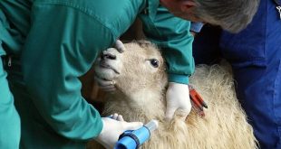 نحوه تشخیص بیماری اکتیما گوسفندان چگونه است