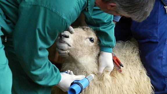 نحوه تشخیص بیماری اکتیما گوسفندان چگونه است