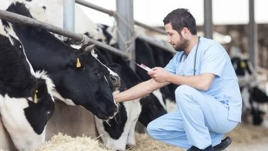 واکسیناسیون دام چه اهمیتی دارد