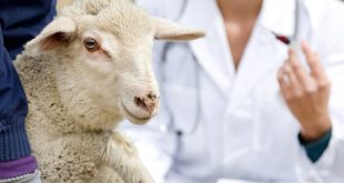 چگونه میتوان بی اشتهایی گوسفندان را تشخیص داد