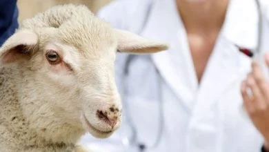 چگونه میتوان بی اشتهایی گوسفندان را تشخیص داد
