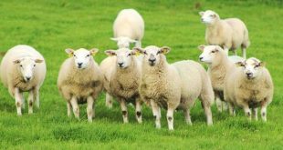 کدام نژاد گوسفندان در دنیا چند قلو زا تند