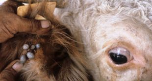 بیماری انگلی گوسفندان چه علائمی دارد