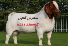 مهم‌ترین ویژگی‌های نژادهای پرورش گوسفند گوشتی کدامند