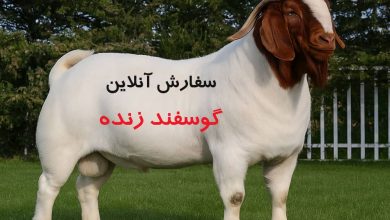 مهم‌ترین ویژگی‌های نژادهای پرورش گوسفند گوشتی کدامند