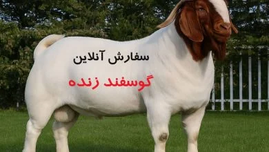 مهم‌ترین ویژگی‌های نژادهای پرورش گوسفند گوشتی کدامند