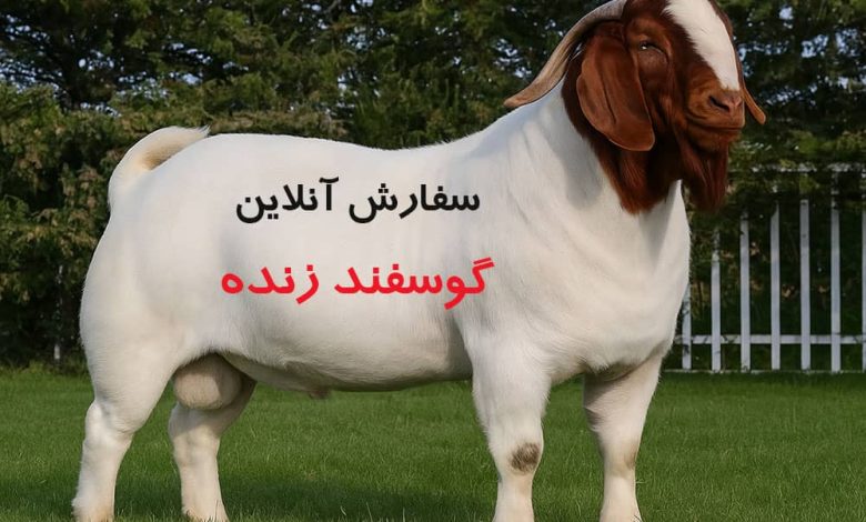 مهم‌ترین ویژگی‌های نژادهای پرورش گوسفند گوشتی کدامند