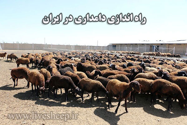 راه اندازی دامداری در ایران هزینه راه اندازی دامداری در ایران