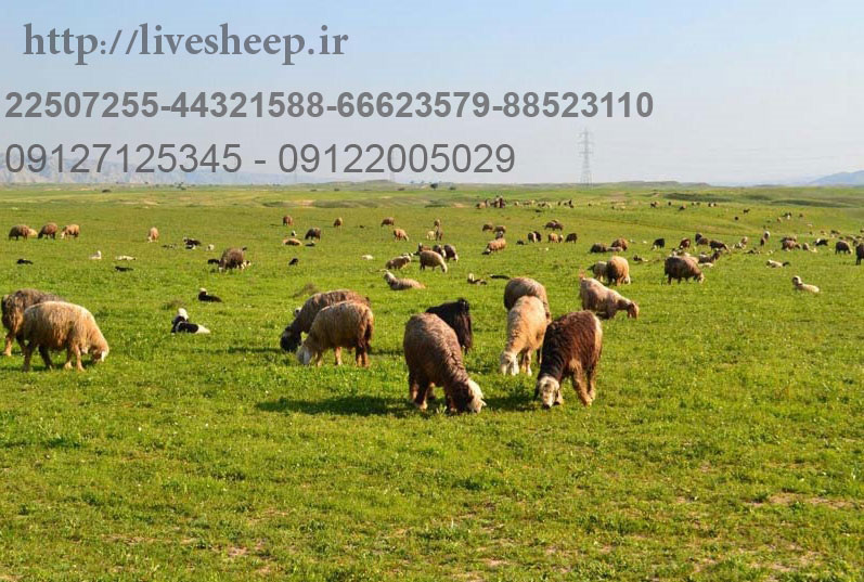 وزن گوسفند زنده